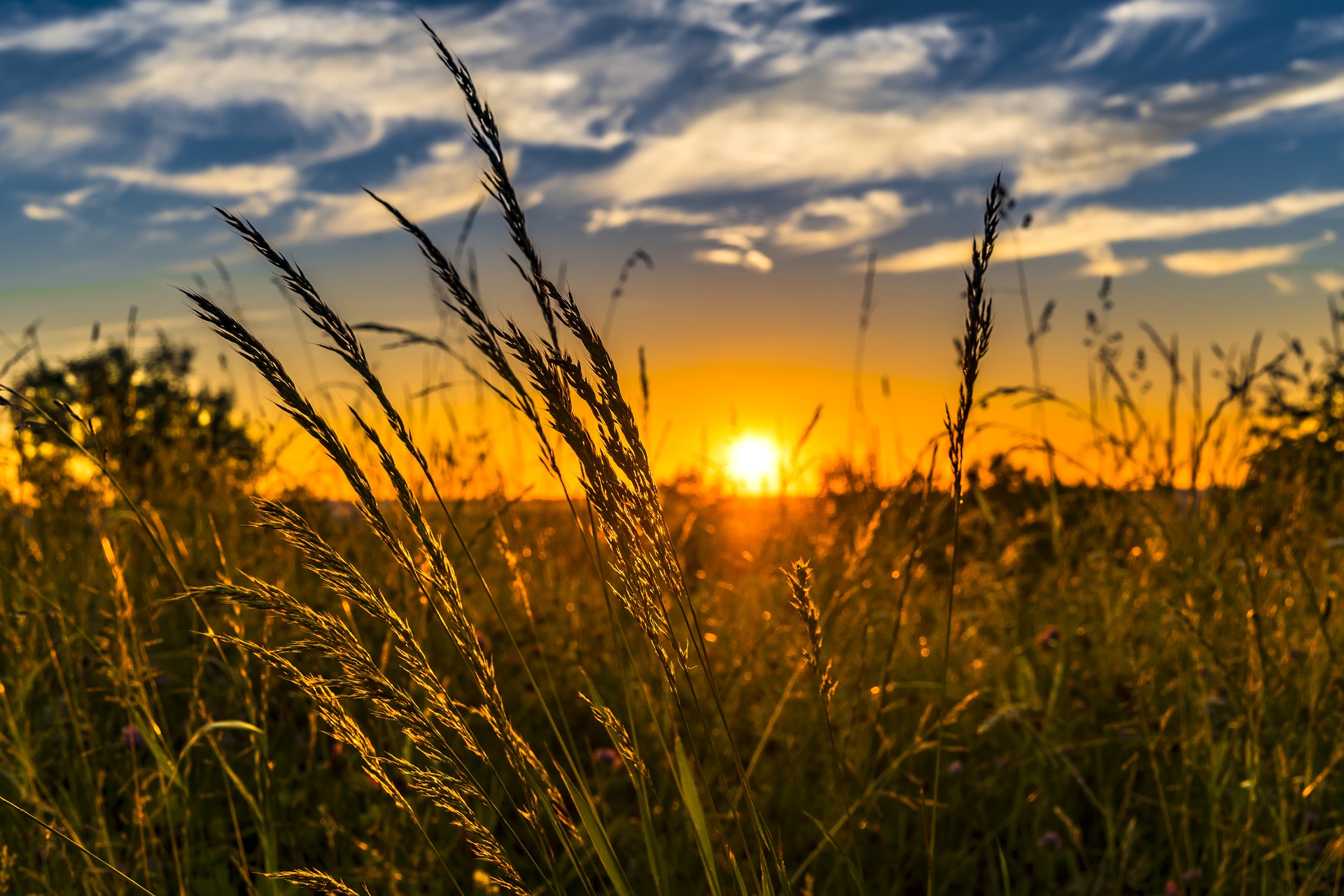 agriculture industrie